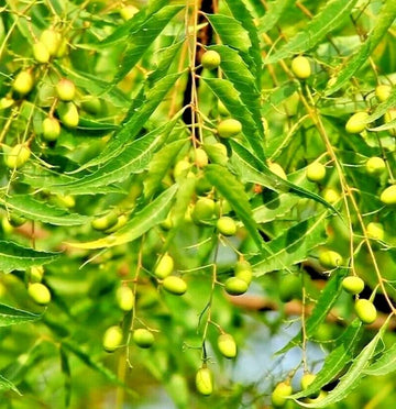 Green Neem Tree growing with dense foliage in an outdoor garden landscape.
