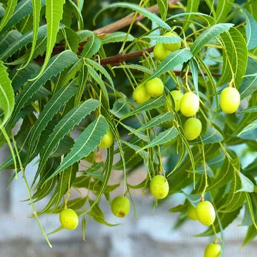 Heirloom neem tree seeds for planting in home gardens.