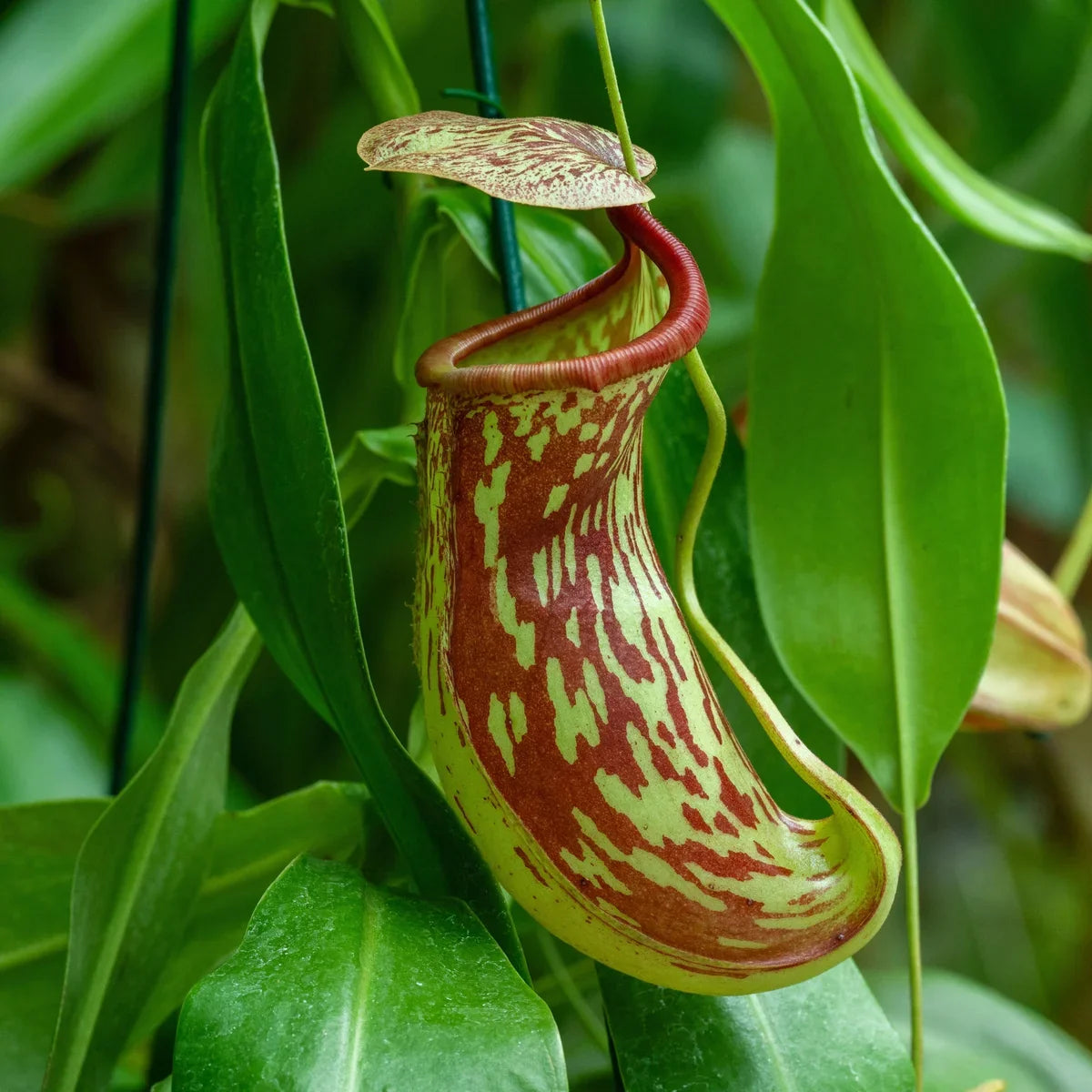Nepenthes carnivorous plant seeds for tropical gardens and ornamental displays.