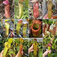Nepenthes plant seeds for planting in terrariums and indoor plant collections.