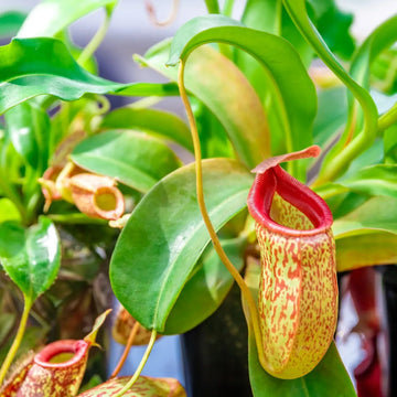 Nepenthes plant seeds for planting in terrariums and indoor collections.