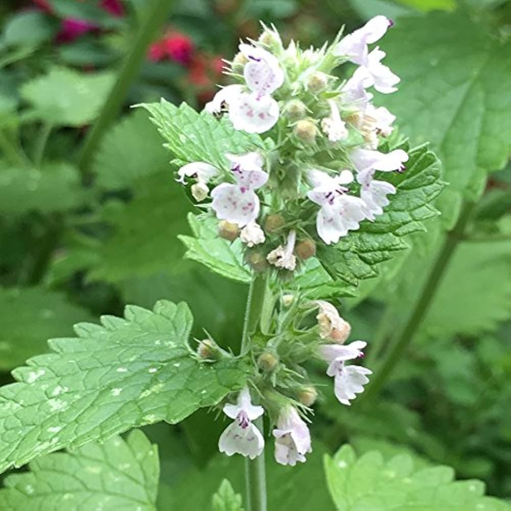 Nepeta cataria plant with green foliage and delicate white-lavender flowers.