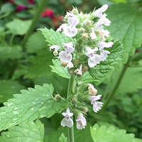 Nepeta cataria plant with green foliage and delicate white-lavender flowers.
