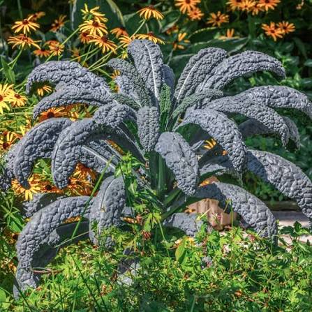 Nero Di Toscana kale seeds for planting in home vegetable gardens
