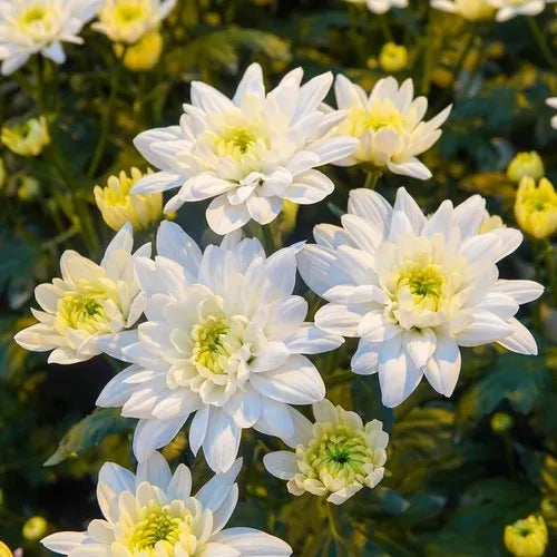White Yellow Chrysanthemum Flower seeds for Planting - Bright Blooms, Heirloom & GMO Free Seeds for Home Garden