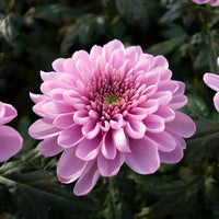 Yellow Pink Chrysanthemum Flower seeds for Planting Cut Flower Favorite Heirloom & GMO Free Seeds for Home Garden 
 
 Sale