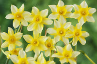 Pale Yellow Daffodil Flower Seeds for Planting Cottage Garden Essential Heirloom & GMO Free Seeds for Home Garden
 
 Sale