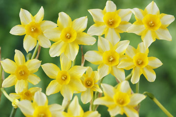 Pale Yellow Daffodil Flower Seeds for Planting Cottage Garden Essential Heirloom & GMO Free Seeds for Home Garden
 
 Sale