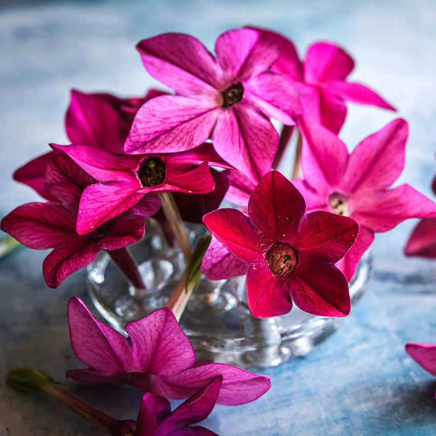 Nicotiana Mix Bedder Flower Seeds for Planting