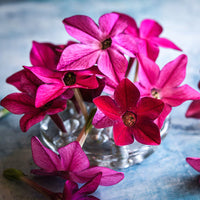 Nicotiana Mix Bedder Flower Seeds for Planting