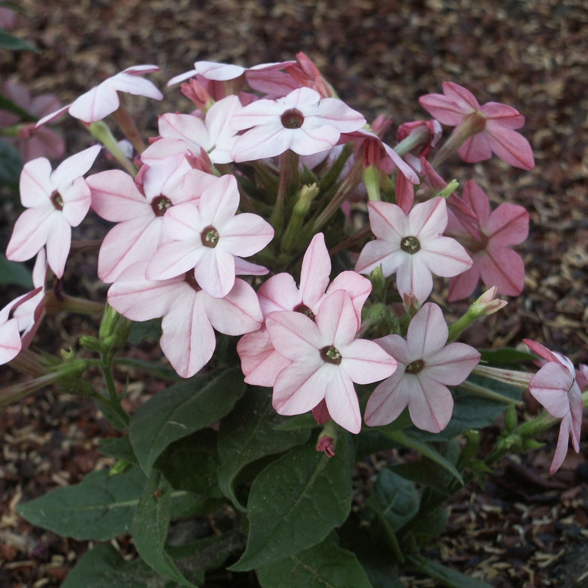 Colorful Nicotiana Mixed Flower Blooms