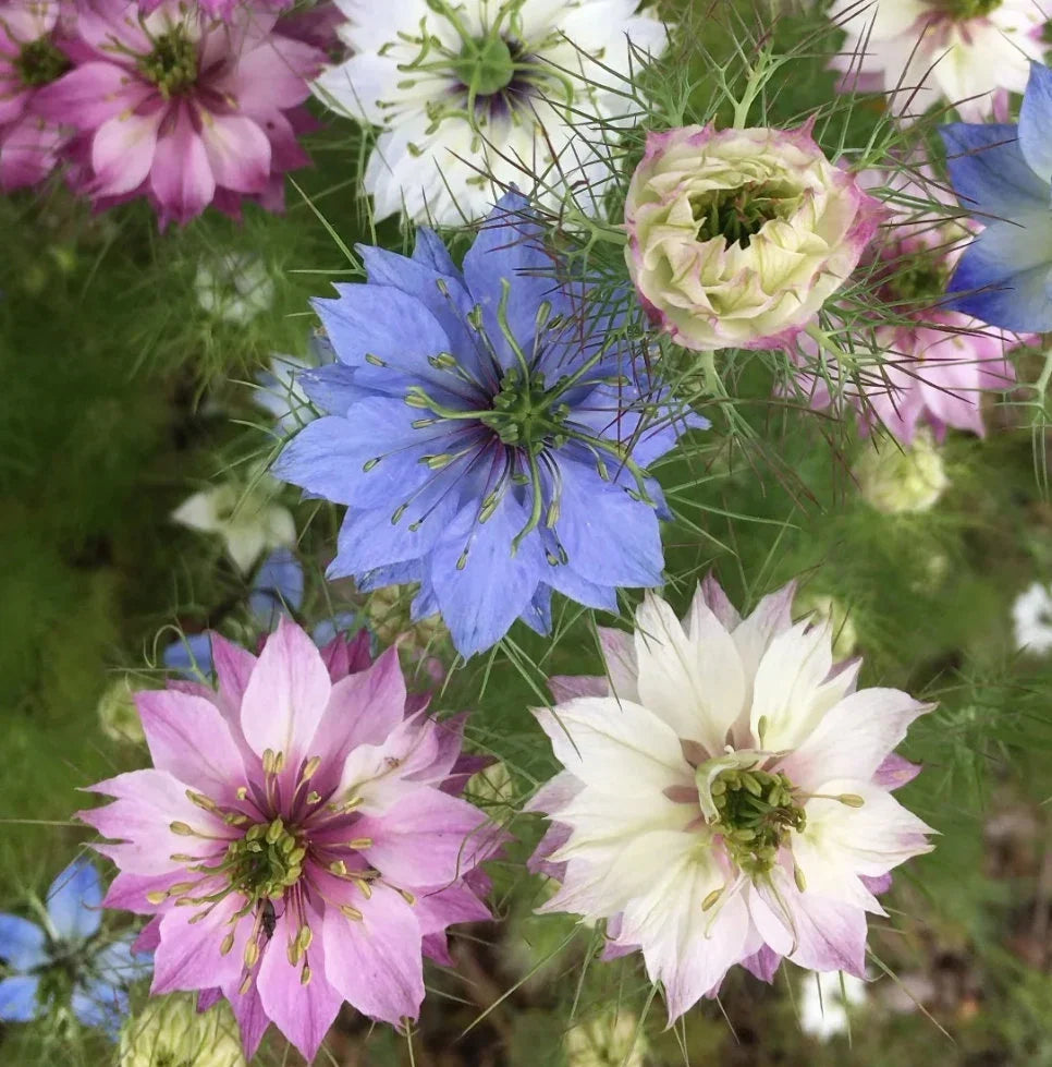Nigella Persian Jewels Love in a Mist flower seeds with colorful mixed blooms in a garden
