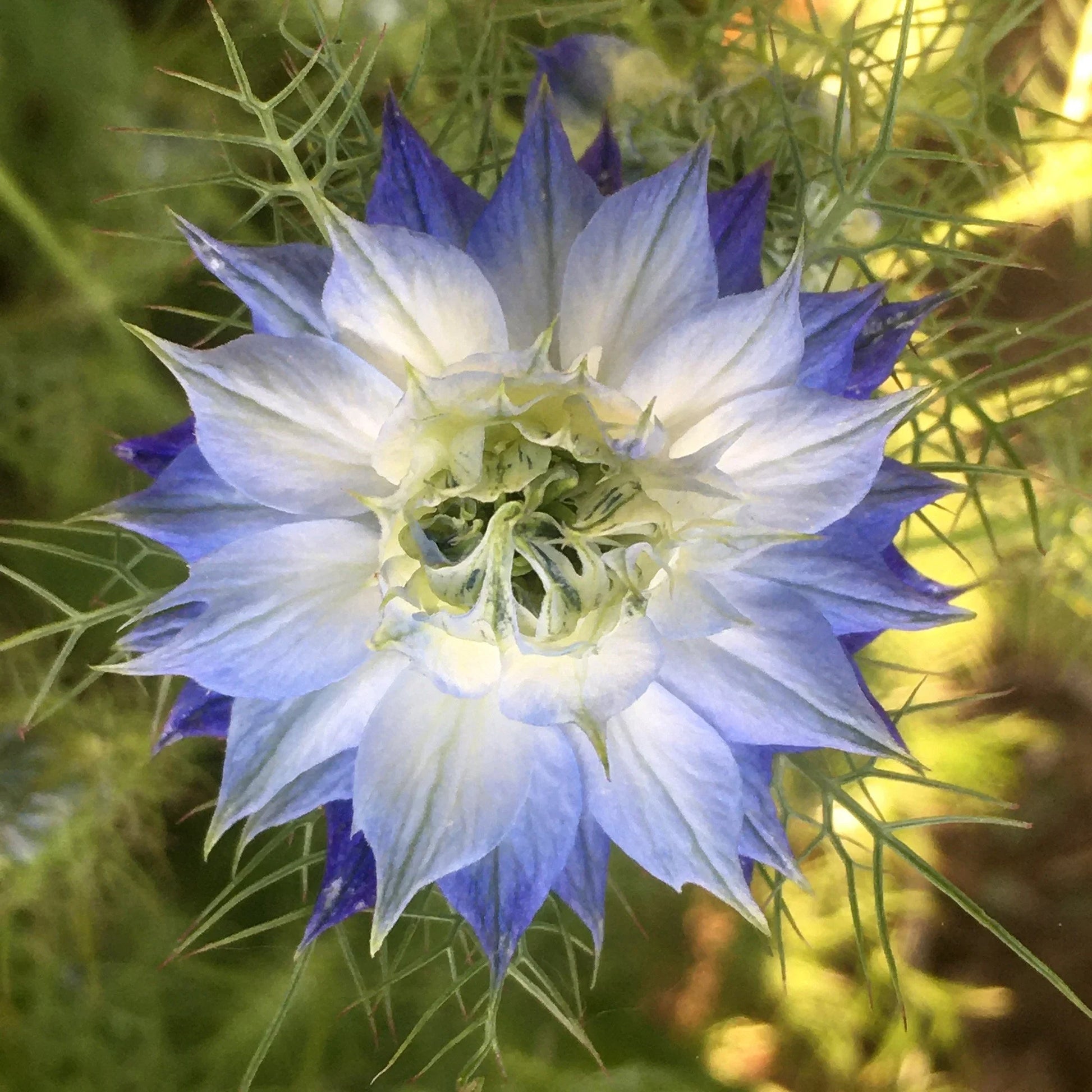 Mixed Nigella Damascena Seeds  Easy to Grow Flower Seeds