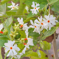 Night Flowering Star Jasmine ornamental seeds for decorative outdoor landscapes.