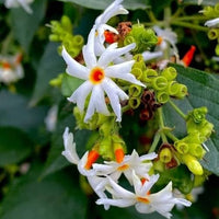 Night Flowering Star Jasmine seeds for planting in home gardens.