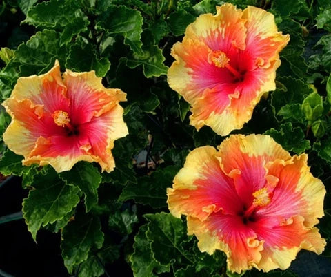 Hibiscus flowering plants growing in an outdoor garden