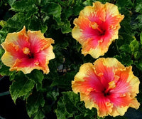 Hibiscus flowering plants growing in an outdoor garden