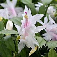 White Zygocactus Flower seeds for Planting - Easy to Grow, Heirloom & GMO Free Seeds for Home Garden