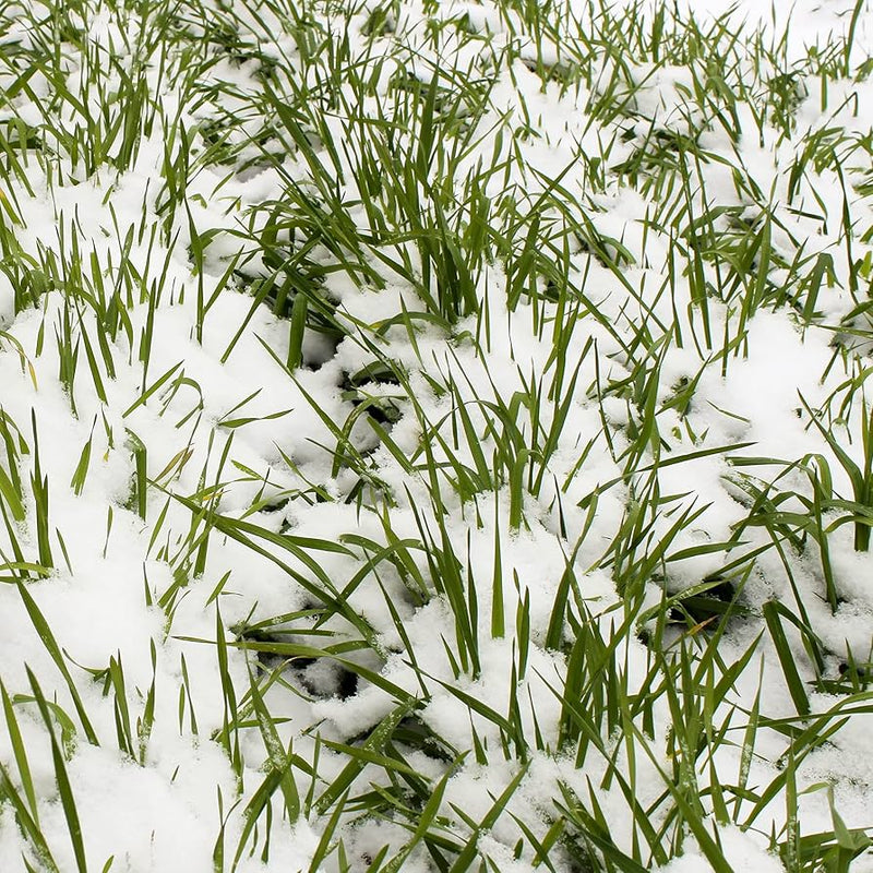No-Till Winter Rye seeds for cover crop planting.