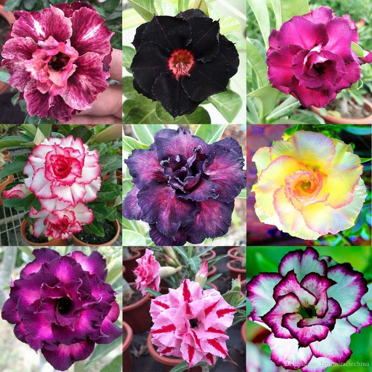 Non-GMO Adenium Flower Seeds for Easy Gardening
