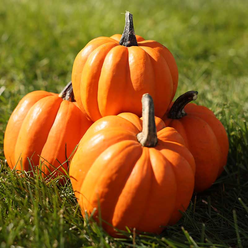Non GMO Amish Pie squash seeds