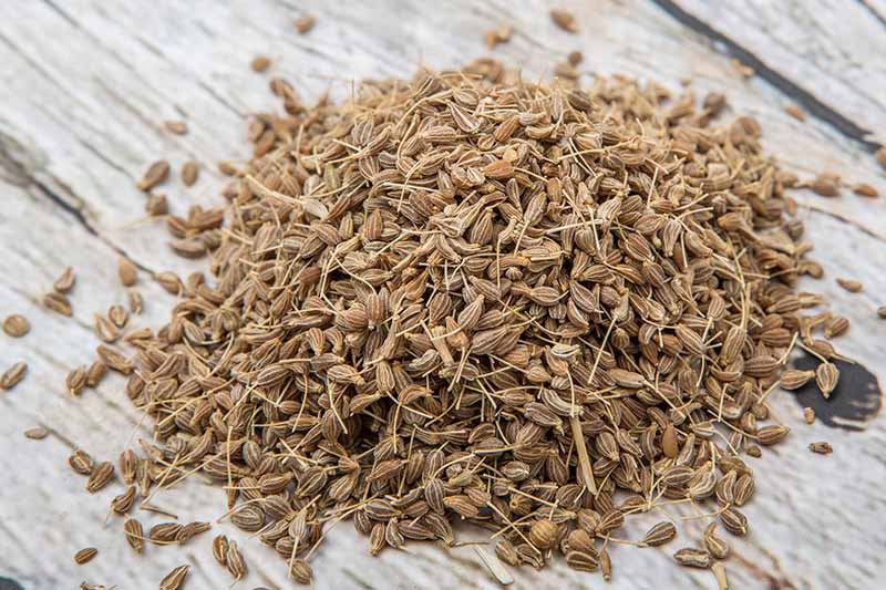 Non-GMO Anise seeds growing in an herb garden landscape
