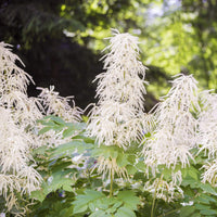 Non-GMO Aruncus Flower Seeds