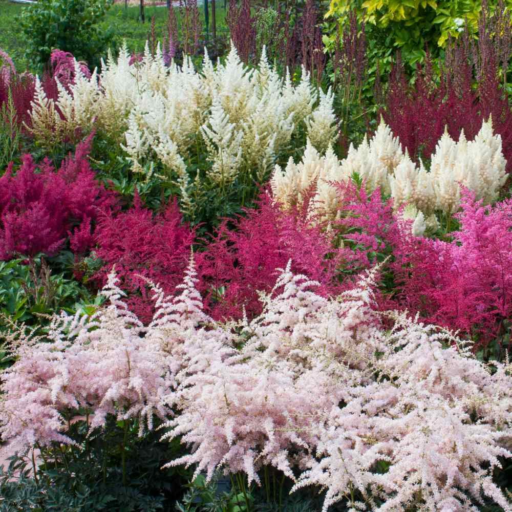 Non-GMO Astilbe Pumila Seeds