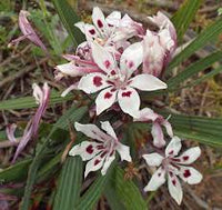 Non-GMO Babiana Tubulosa Flower Seeds