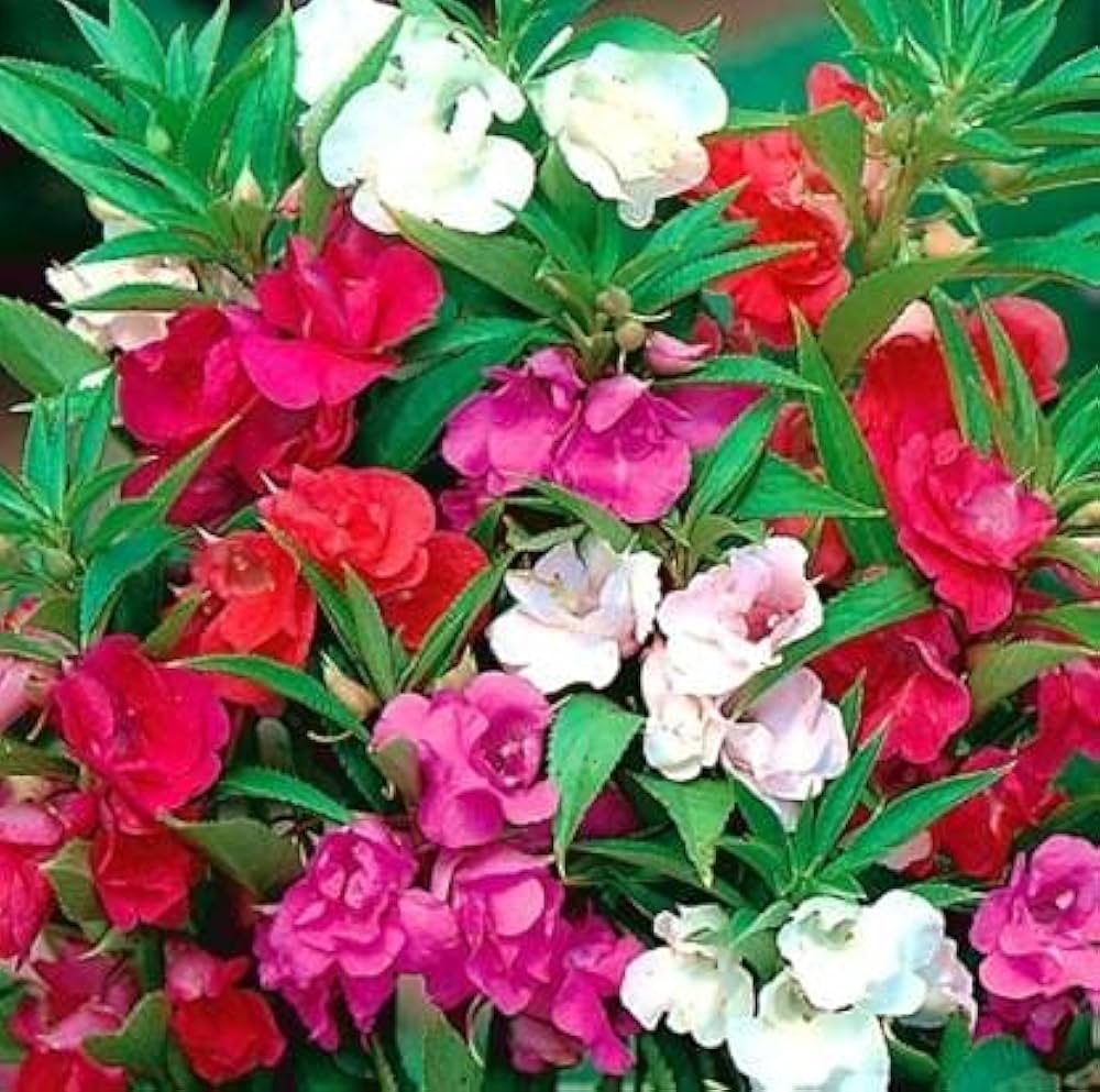 Non-GMO Balsam Flower Seeds for Gardening