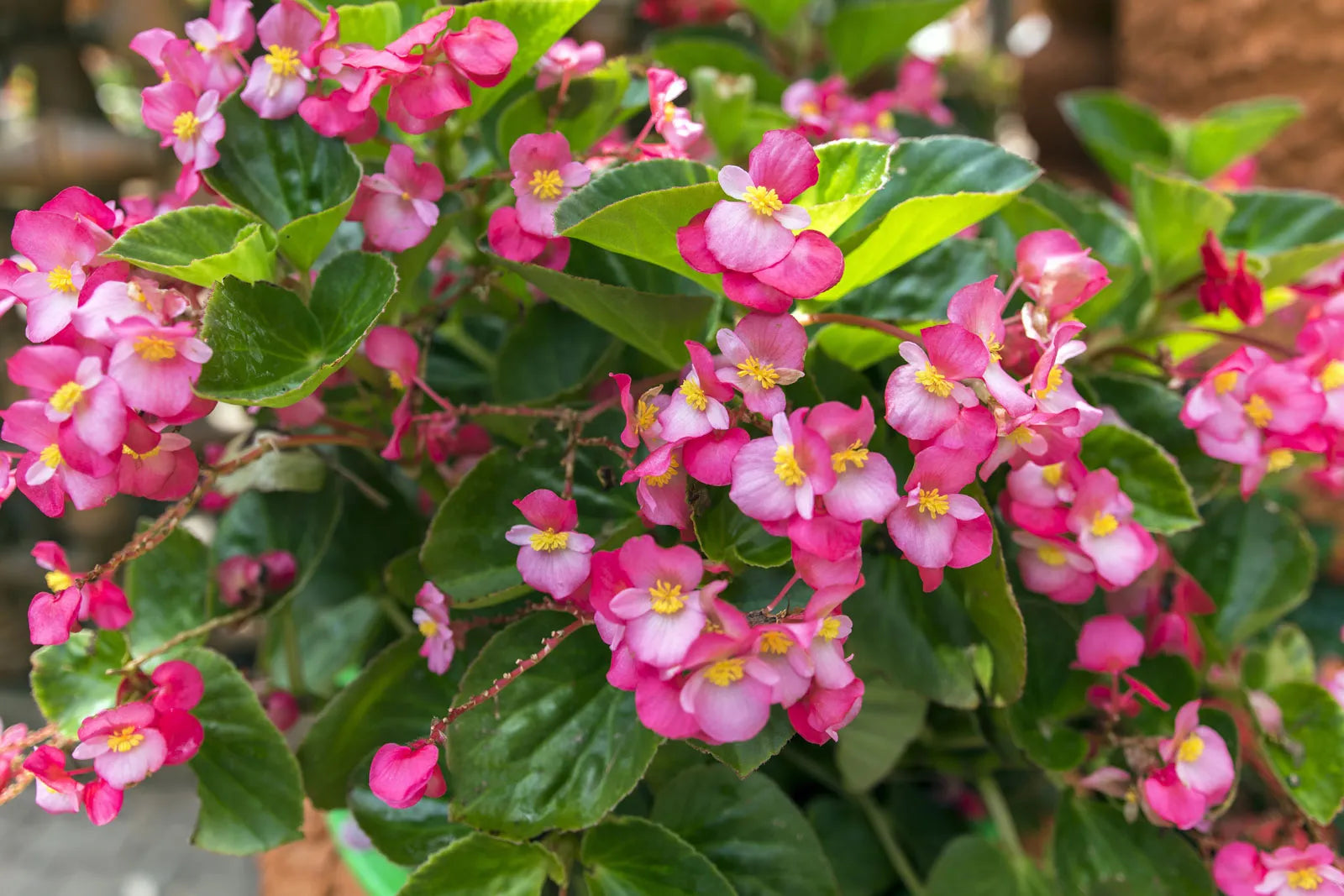 Non-GMO Begonia Seeds for Indoor Planting