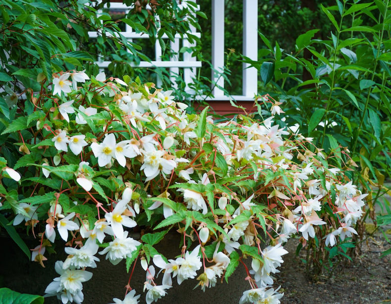 Non-GMO Begonia Seeds for Shade Gardens