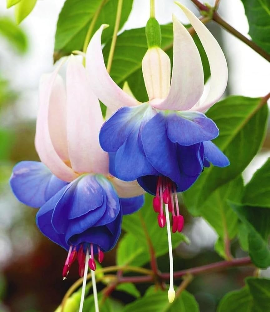 Non Gmo Blue Fuchsia Seeds