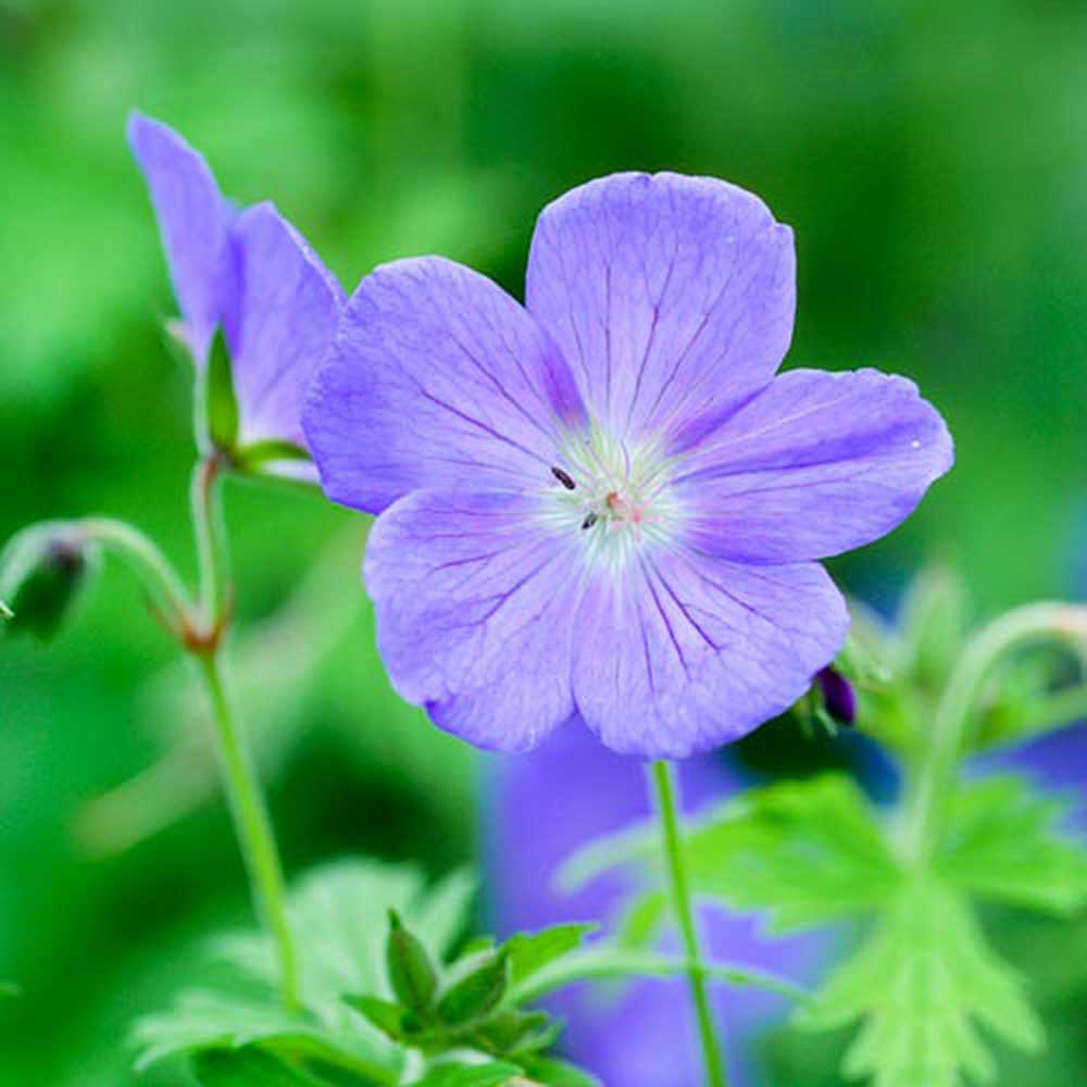 Premium Non-GMO Blue Pelargonium Seeds
