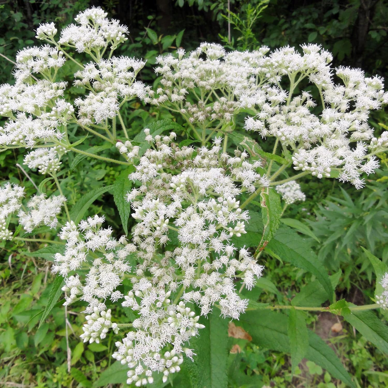 Non-GMO Boneset Seeds