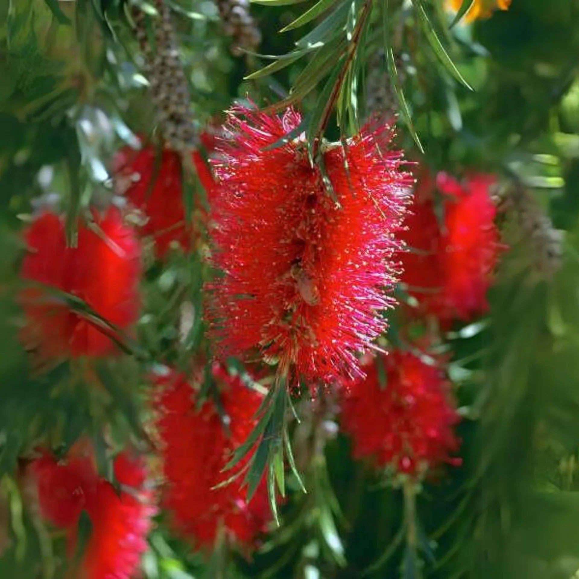 Non-GMO Brush Flower Seeds
