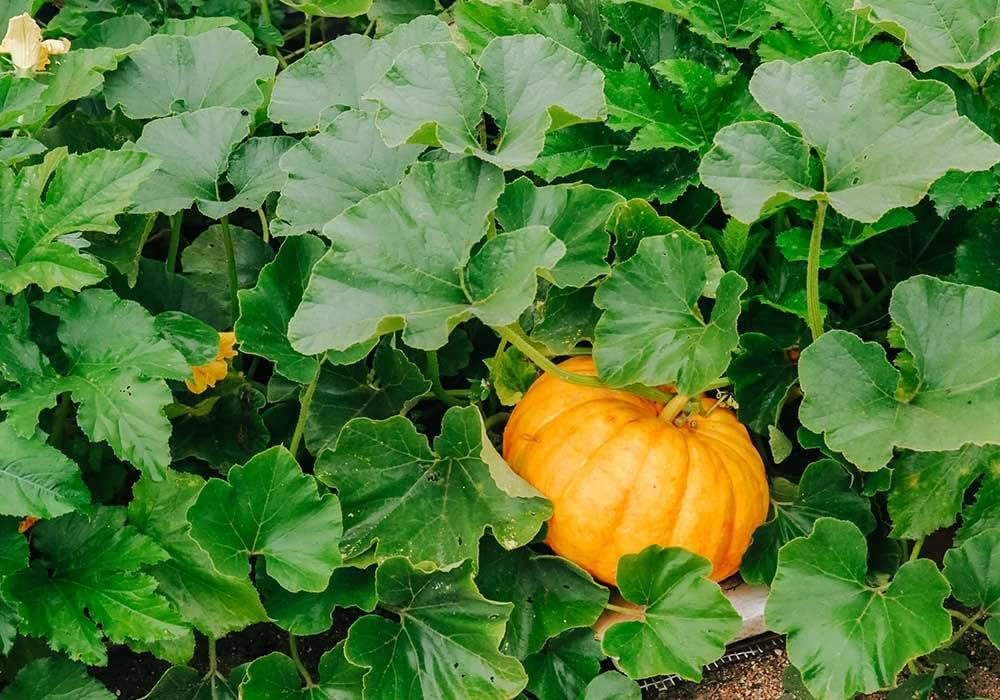 Non GMO Calabaza Cabello seeds for warm season planting