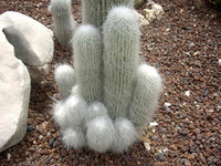 Non Gmo Cephalocereus Senilis Seeds
