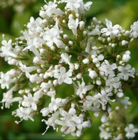 Non-GMO Common Valerian flower seeds for pollinator gardens