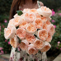 Non-GMO Cream Pink Rose Seeds for Home Gardening