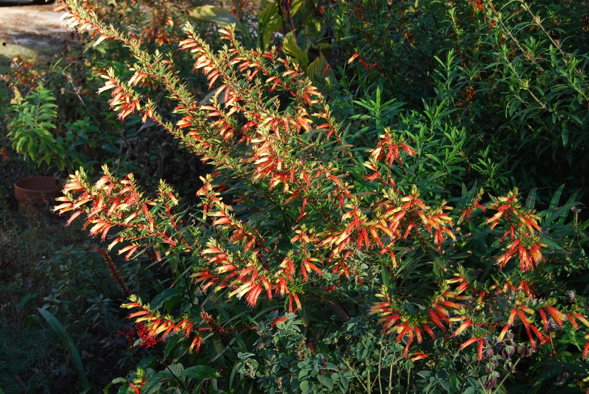 Non-GMO Cuphea Micropetala seeds
