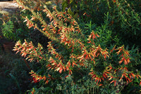 Non-GMO Cuphea Micropetala seeds