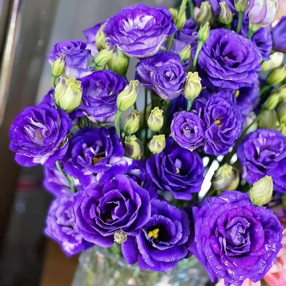 Non-GMO Dark Purple Blue Gloxinia Seeds