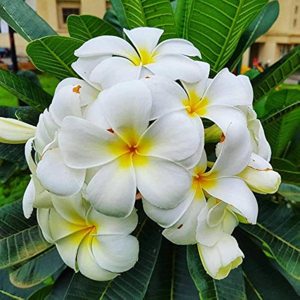 Non-GMO Egg Flower Seeds for Easy Planting