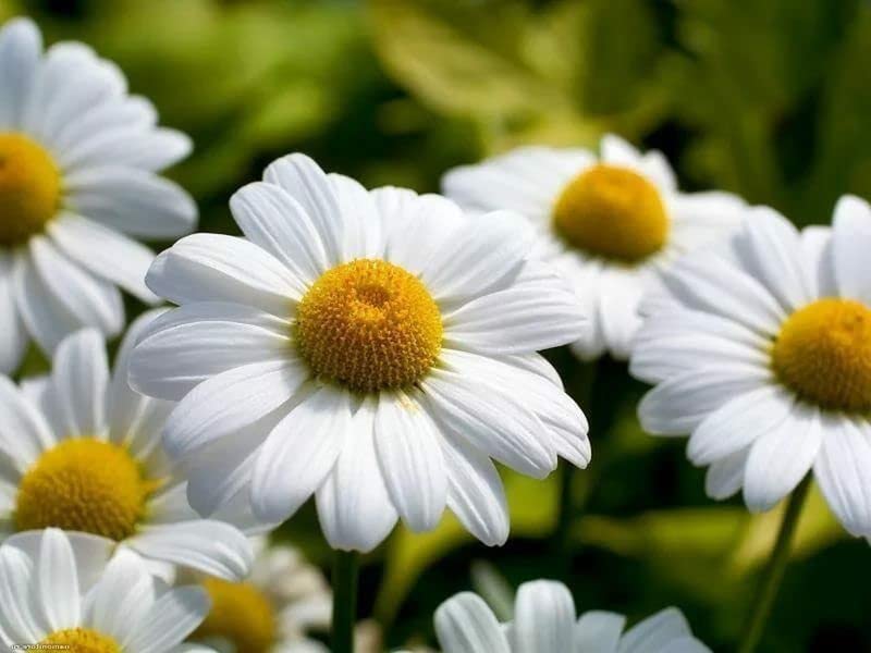Non GMO German Chamomile seeds