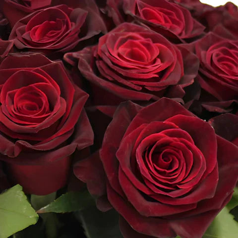 Non-GMO Gray and Red Rare Rose Seeds for Gardening