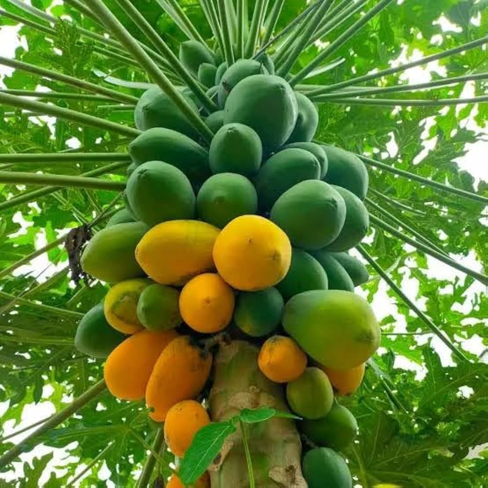 Non-GMO green orange papaya seeds for tropical garden planting
