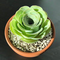 Non-GMO Green Succulent Seeds for Gardening