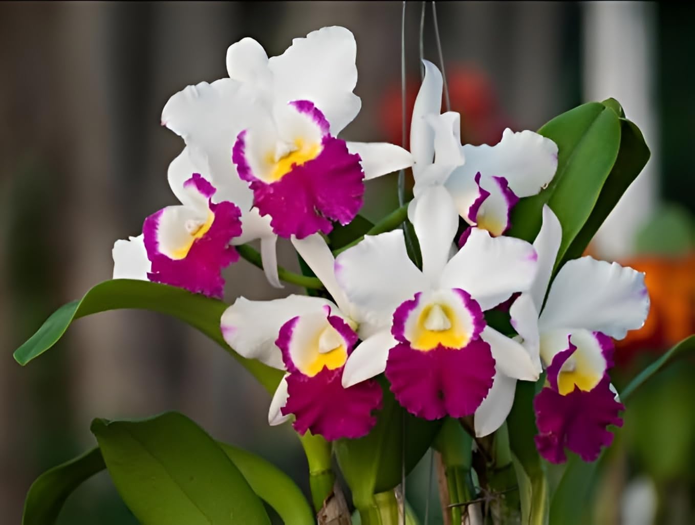 Non-GMO Green and White Tulip Seeds for Gardening