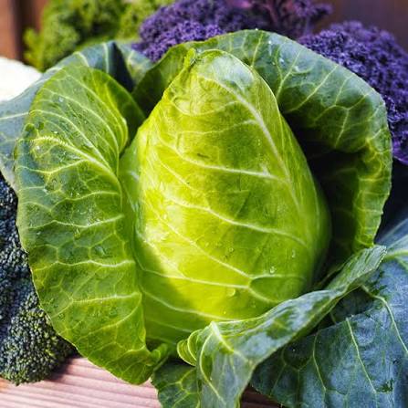 Non-GMO Greyhound cabbage seeds for growing compact cabbage heads.
